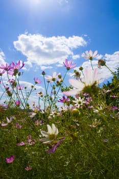 Beautiful flowers and blue sky background