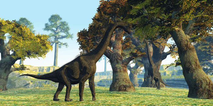 Two Brachiosaurus dinosaurs walk among large trees in the prehistoric era.