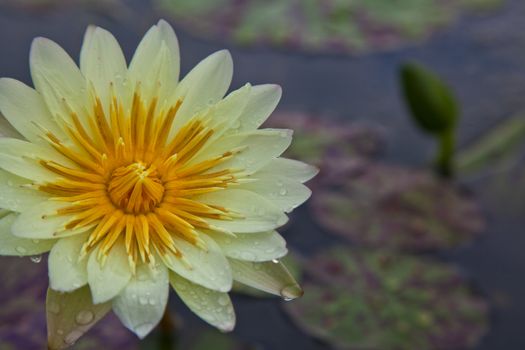 lotus blossoms or water lily flowers blooming on pond