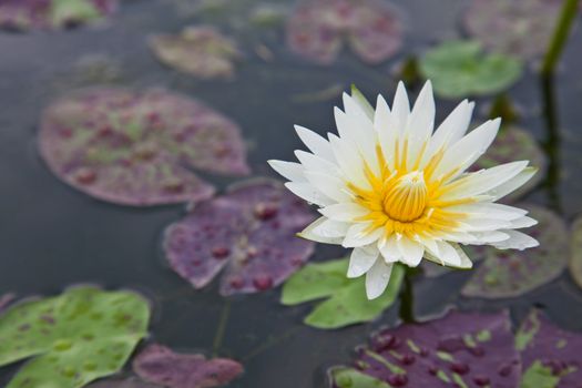 lotus blossoms or water lily flowers blooming on pond