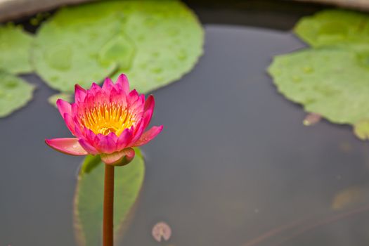 lotus blossoms or water lily flowers blooming on pond