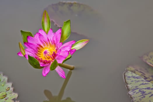 lotus blossoms or water lily flowers blooming on pond