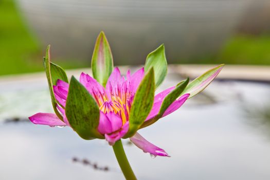 lotus blossoms or water lily flowers blooming on pond