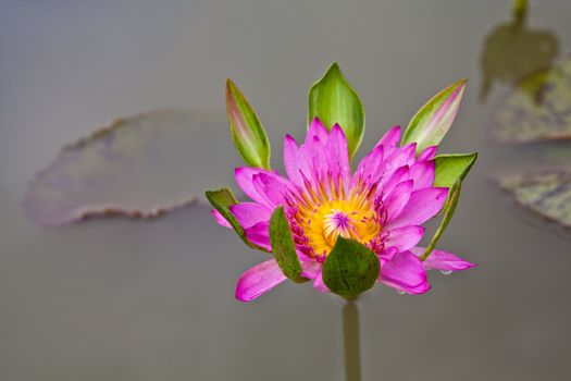 lotus blossoms or water lily flowers blooming on pond