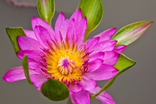 lotus blossoms or water lily flowers blooming on pond