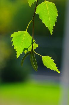 Background leaves green. Leaves of birch.