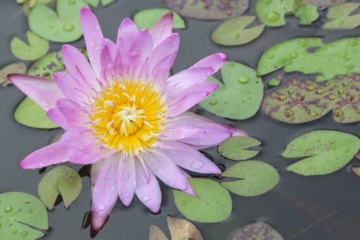 lotus blossoms or water lily flowers blooming on pond