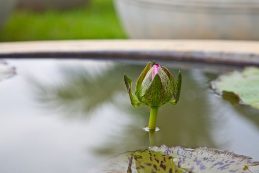 lotus blossoms or water lily flowers blooming on pond