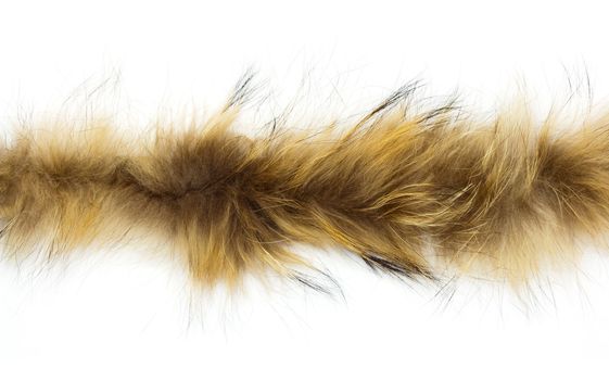 fur on white background
