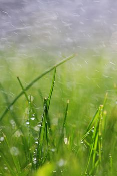 A rainy day in the grass