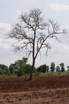 death tree standing alone in natural environment