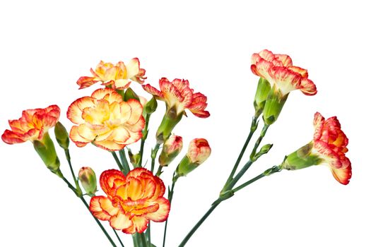 Group of Carnation, Dianthus caruyophyllus