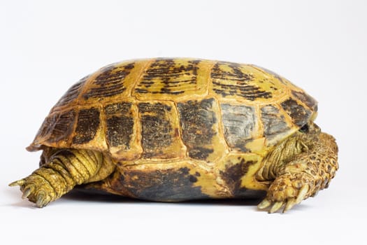 terrapin on white background 