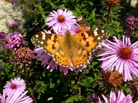 Orange and black butterfly on pink flower among green vegetation