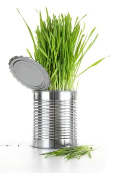 Closeup of wheatgrass in an aluminum can on white