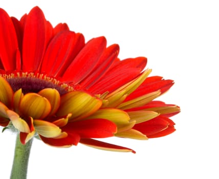 part of red gerbera flower, isolated on white