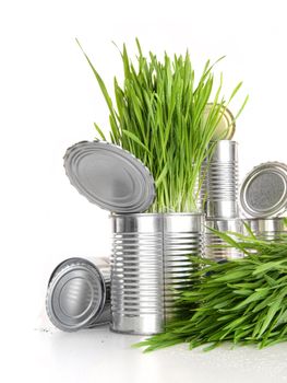 Wheat grass in aluminum cans on white
