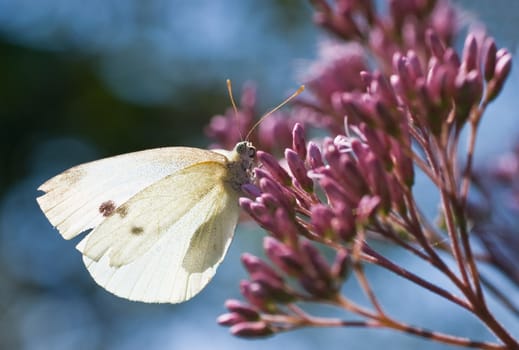Small white resting in the sun on pink flowers with blue background