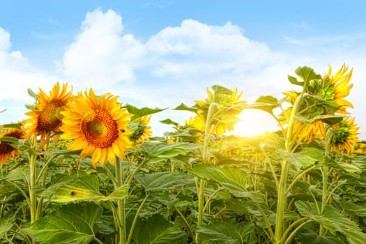 Field of colorful blooming sunflowers and blue sky 