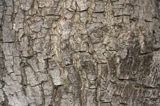 Texture shot of brown tree bark, filling the frame 