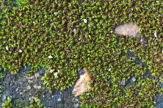 ground area with a moss and grass