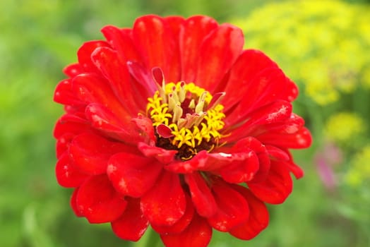 macro photo of the beautiful red dahlia