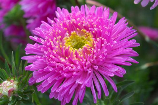 macro photo of the beautiful aster