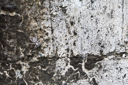 old wall and spider with moss