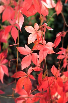Red hanging autumn leaves highlighted by the late afternoon sun. Soft focus around centre.
