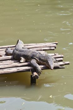 Monitor Lizard resting on a raft