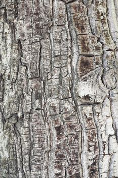 Texture shot of brown tree bark, filling the frame 