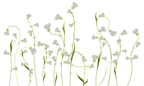 Realistic flower drawing against white background