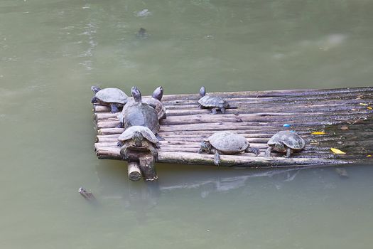 group of water turtle resting on a raft