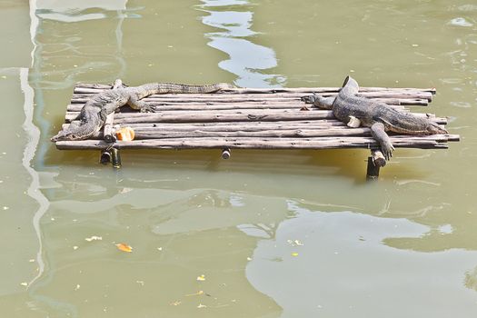 Monitor Lizard resting on a raft