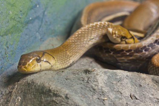 Snake, Copperhead Racer, focus at eyes