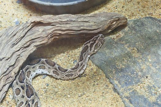 Snake, Siamese Russell Viper, focus at eyes