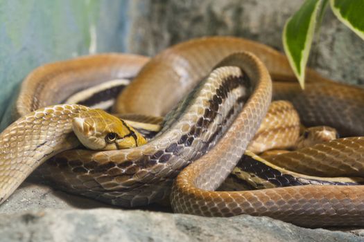 Snake, Copperhead Racer, focus at eyes