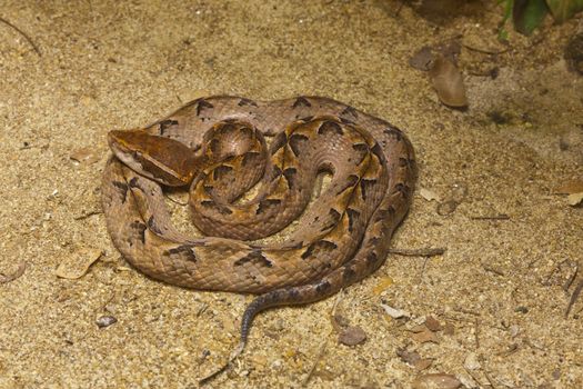Snake,Malayan Pit Viper, focus at eyes