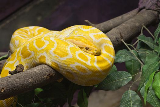 Snake, Golden Thai Python, focus at eyes