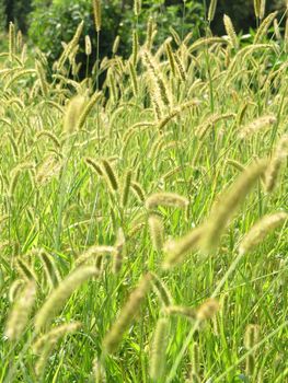 Green Background of plants on agricultural field, weed