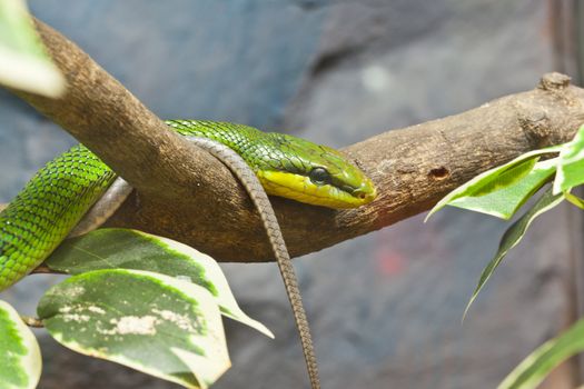 Snake, Red-tailed Ratsnake, focus at eyes
