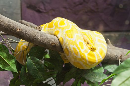 Snake, Golden Thai Python, focus at eyes