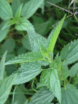 Green Background of plants on agricultural field, weed, Nettle