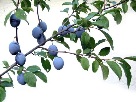 Twig with leafs and three plum