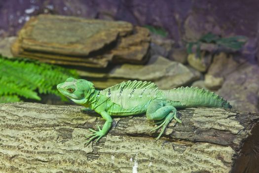 little lizard on a stick