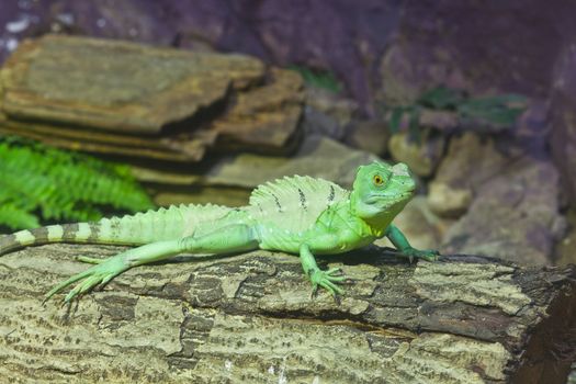 little lizard on a stick