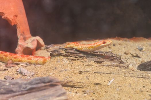 Close up of Corn snake, focus at eyes