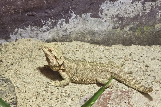 little lizard, Bearded Dragons in yellow lighting