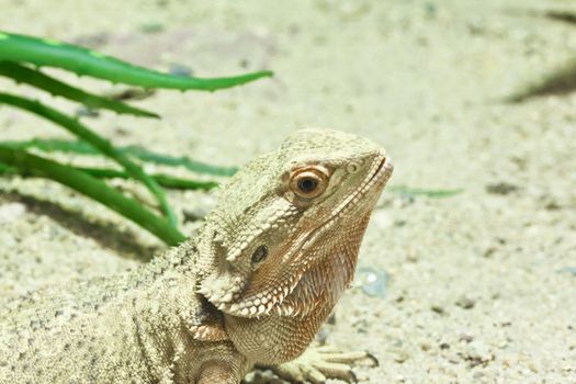 little lizard, Bearded Dragons in yellow lighting