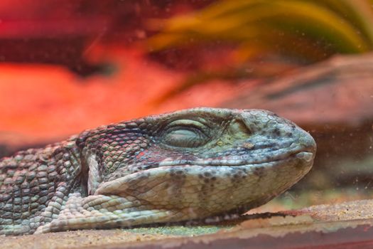 smiling face of little lizard